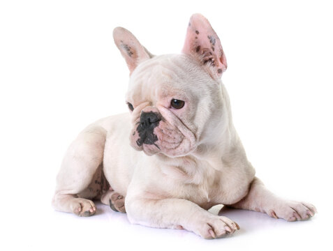 french bulldog in front of white background