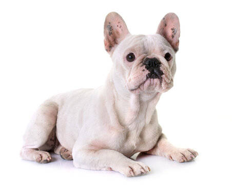 french bulldog in front of white background