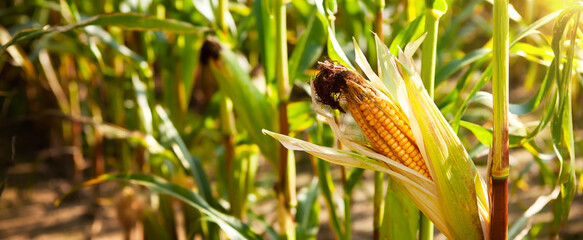 Ripe open cob of corn with grains, on a stalk. Harvest concept.
