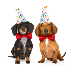couple of two dachshund or sausage  dogs  hungry for a happy birthday cake with candles ,wearing ...