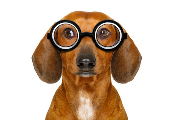 dumb nerd silly dachshund sausage dog wearing funny  glasses , isolated on white background,...