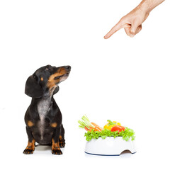 dachshund or sausage dog waiting for owner with healthy  vegan food bowl, isolated on white background, owner pointing out or punishing