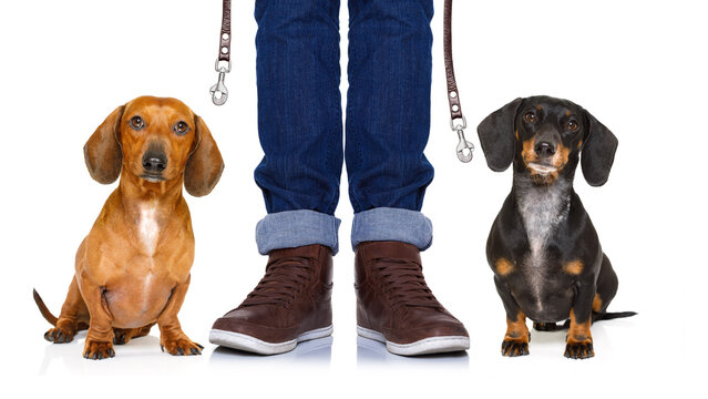 couple of dachshund or sausage  dogs waiting for owner to play  and go for a walk with leash, isolated on white background