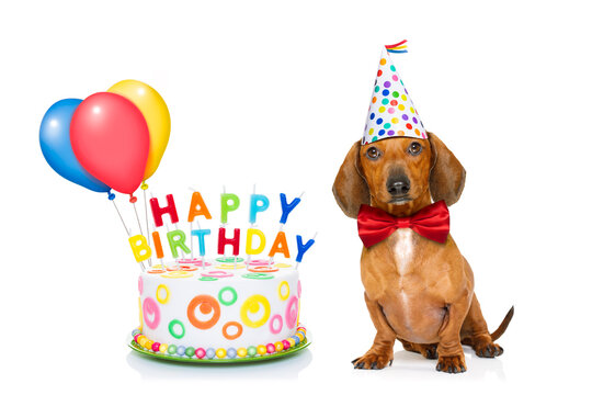 dachshund or sausage  dog  hungry for a happy birthday cake with candles ,wearing  red tie and party hat  , isolated on white background