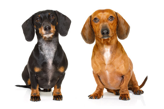 sitting and obedient couple of two dachshund or sausage dogs looking to owner , isolated on white background