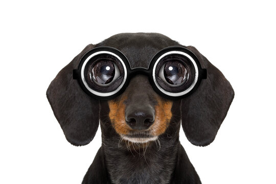 dumb nerd silly dachshund sausage dog wearing funny  glasses , isolated on white background