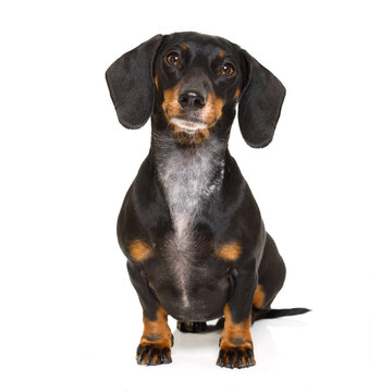 sitting and obedient dachshund or sausage dog looking to owner , isolated on white background