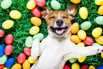 funny jack russell easter bunny  dog with eggs around on grass laughing taking a selfie with smartphone