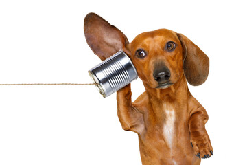 boss or business dachshund or  sausage dog listening with one ear very carefully on the tin phone...