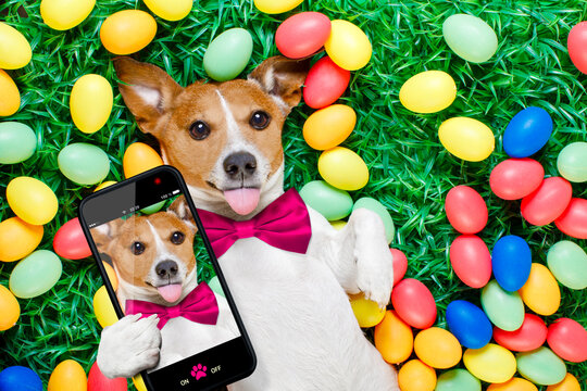 funny jack russell easter bunny  dog with eggs around on grass sticking out tongue taking a selfie with smartphone