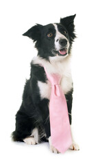 border collie in front of white background