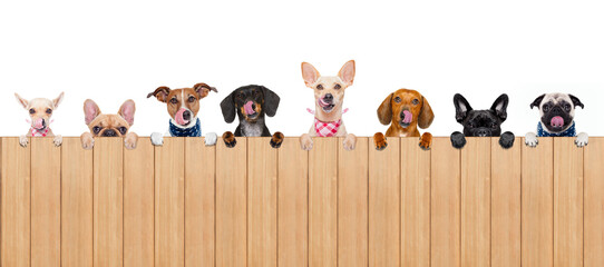 group row of different dogs behind a blank banner placard blackboard, isolated on white background...
