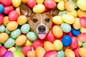 funny jack russell easter bunny  dog with eggs around on grass as background, sticking out tongue