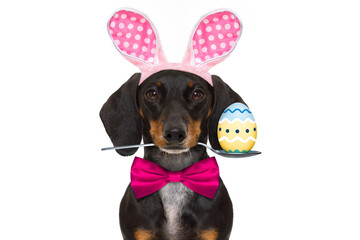 dachshund sausage  dog  with bunny easter ears and a pink tie, isolated on white background, spoon...