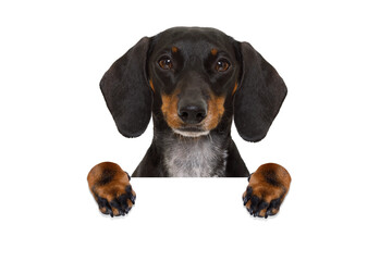 dachshund sausage  dog behind  a blank banner,placard or blackboard, isolated on white background