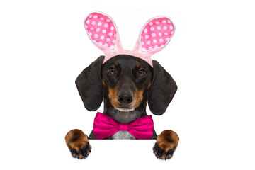 dachshund sausage  dog  with bunny easter ears and a pink tie, holding a blank banner,placard or blackboard, isolated on white background