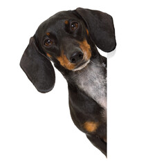 dachshund sausage  dog behind  a blank banner,placard or blackboard, isolated on white background