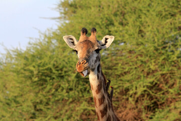 Obraz premium Free Giraffe with birds in Tsavo National Park. Kenya