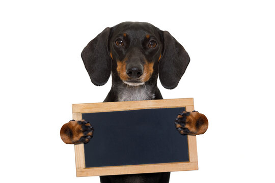 dachshund sausage  dog holding   a blank banner,placard or blackboard, isolated on white background
