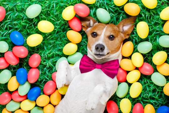 funny jack russell easter bunny  dog with eggs around as background  on grass resting and relaxing
