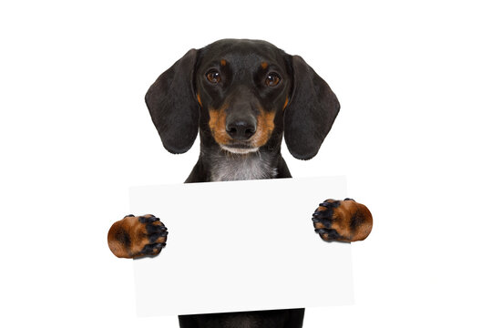 dachshund sausage  dog holding  a blank banner,placard or blackboard, isolated on white background