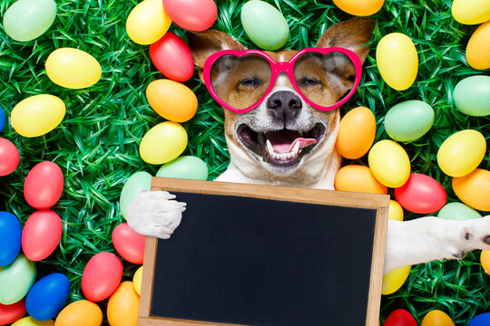 funny jack russell easter bunny  dog with eggs around on grass  laughing taking a selfie with smartphone , holding a blackboard