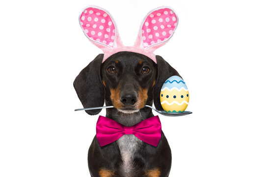 dachshund sausage  dog  with bunny easter ears and a pink tie, isolated on white background, spoon in mouth with egg