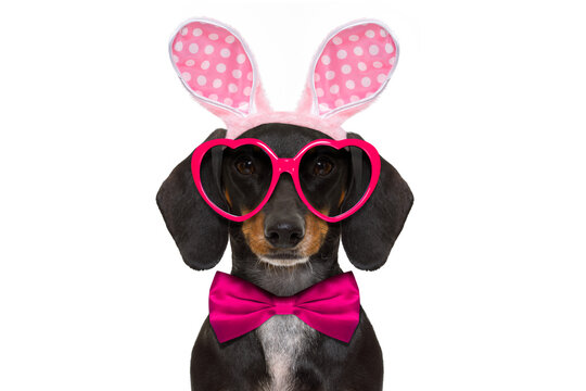 dachshund sausage  dog  with bunny easter ears and a pink tie, isolated on white background, wearing funny sunglasses