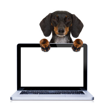 dachshund or sausage dog  behind a laptop pc computer screen, isolated on white background, searching or browsing the internet