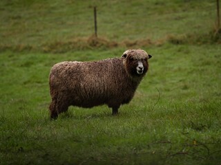 Fototapeta premium Brown sheep farm animal with thick dirty wet wool standing in green grass enclosure in Canterbury New Zealand