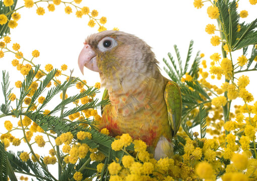 Cinnamon green-cheeked conure in front of white background
