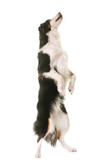 miniature american shepherd standing up in front of white background