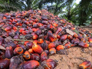 brondolan of oil palm fruit is still fresh