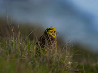 Yellowhead Emberiza Citrinella bird animal sitting in oceanside green grass at Cape Reinga North Island New Zealand