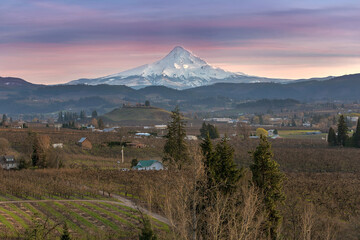 Mount Hood over Hood River Valley Fruit Orchard Farmland during Sunset