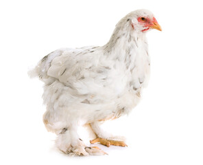 brahma chicken in front of white background