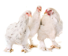 brahma chicken in front of white background