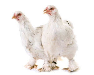 brahma chicken in front of white background