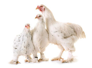 brahma chicken in front of white background