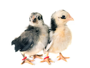 serama chick in front of white background