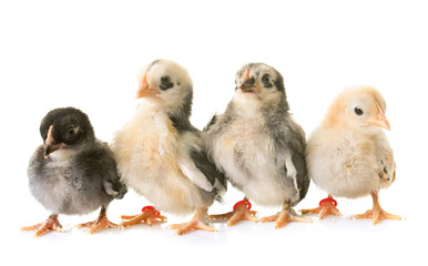 serama chick in front of white background