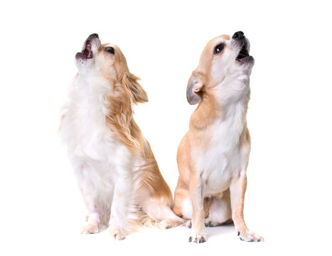 two chihuahuas howling in front of white background