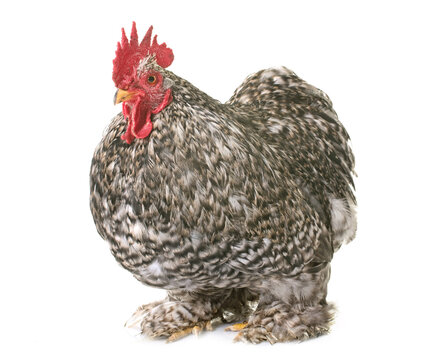 pekin rooster in front of white background