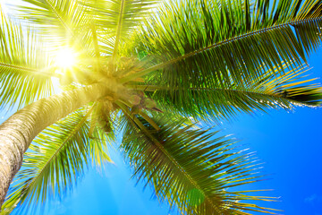 Fototapeta na wymiar Palm tree and sun, tropical sunshine in the Caribbean.