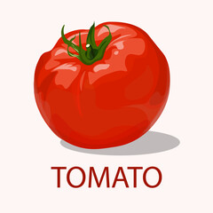 Obraz na płótnie Canvas tomato isolated on white background, vector illustration.