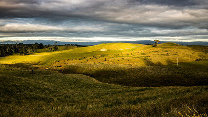 Fototapeta na wymiar An image of a sunset landscape with cows in New Zealand