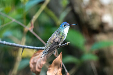 Fototapeta premium hummingbird