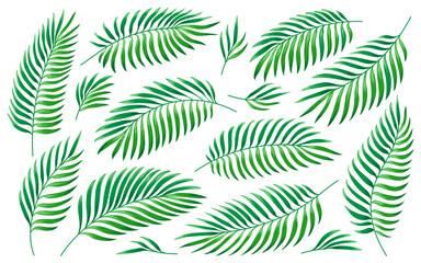 Naklejka na ściany i meble Tropical palm leaves. Jungle green foliage set isolated on white background. Exotic nature plant leaf for wedding greeting cards, fashion, DIY wrappers. Hand drawn tropic summer floral elements