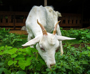 White goat grazing in a farm. Close up view