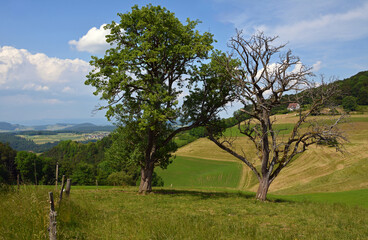 Landschaft bei Bad Rasmach, Läufelfingen, Kanton Basel Landschaft, Schweiz